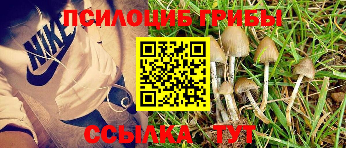 Псилоцибиновые грибы Psilocybine cubensis Иркутск